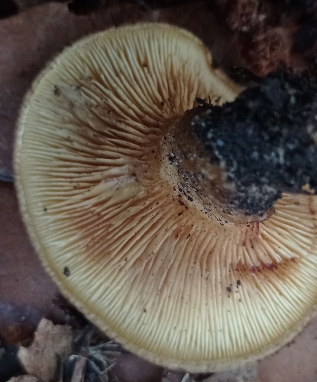 Paxillus involutus